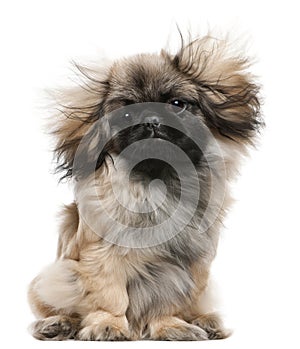 Pekingese puppy with windblown hair, 6 months old