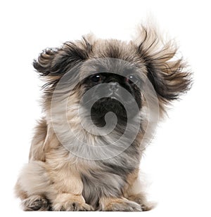Pekingese puppy with windblown hair, 6 months old