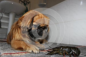 Pekingese response to live crayfish