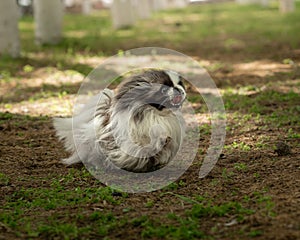 Pekingese runs and smiles. Small dog playing in park, soft focus and background light