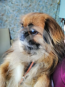 Pekingese with a surprised face