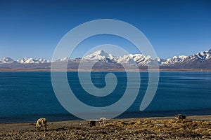 Pekucuo lake and Shishapangma snow mountain group in Xigaze photo