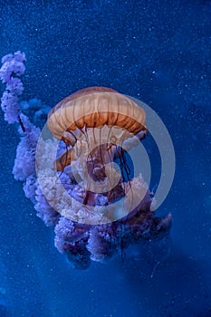 Pelagia noctiluca Jellyfish Drifting in the Blue Depths