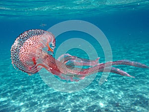 Pelagia noctiluca jellyfish in the italian sea
