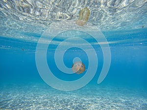 Pelagia Noctiluca Jellyfish in the ocean