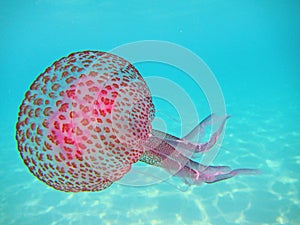 Pelagia noctiluca Jellyfish in the sea, close up