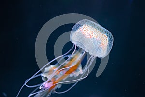 Pelagia noctiluca jellyfish underwater