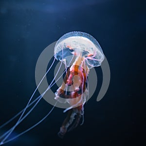 Pelagia noctiluca jellyfish underwater