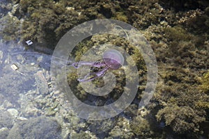Pelagia noctiluca, Mauve stinger, jellyfish from Elba, Italy