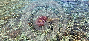 pelagia noctiluca in the shallows