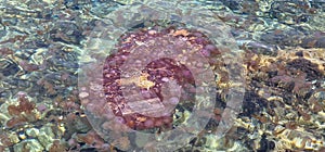 pelagia noctiluca in the shallows