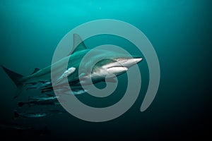 Pelagic Black Tip shark swimming underwater, full length shot.