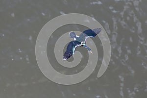 Pelagic Cormorant