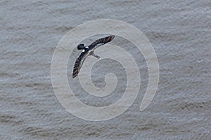 Pelagic Cormorant