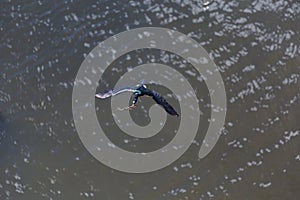 Pelagic Cormorant