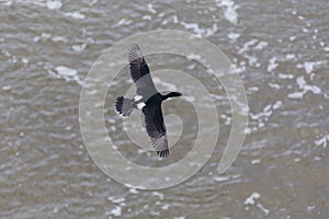 Pelagic Cormorant