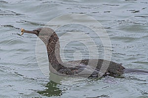 Pelagic Cormorant