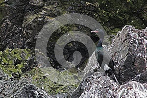 Pelagic Cormorant