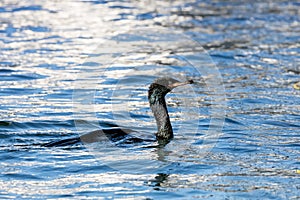 Pelagic Cormorant bird