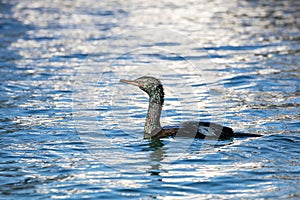 Pelagic Cormorant bird