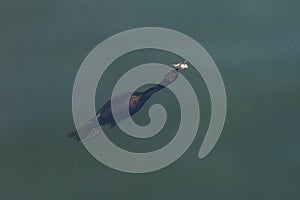 Pelagic Cormorant bird