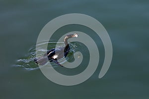 Pelagic Cormorant bird