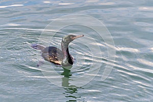 Pelagic Cormorant bird