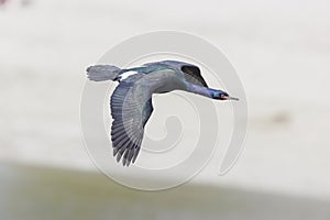 Pelagic cormorant bird