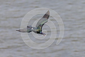 Pelagic cormorant bird