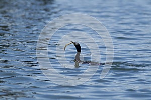 Pelagic Cormorant catches fish.