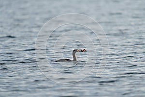 Pelagic Cormorant feeding at seaside