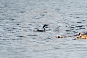 Pelagic Cormorant feeding at seaside