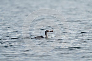 Pelagic Cormorant feeding at seaside