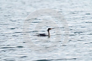 Pelagic Cormorant feeding at seaside