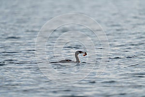 Pelagic Cormorant feeding at seaside