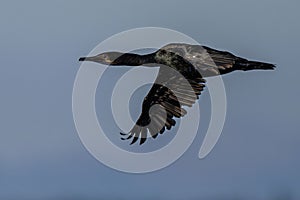 Pelagic Cormorant in Flight