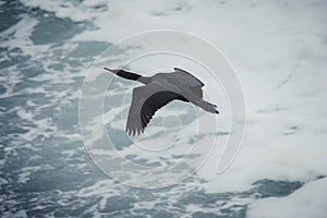 Pelagic cormorant flying above waves