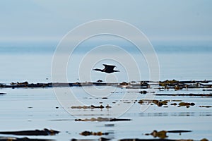 Pelagic Cormorant flying at seaside