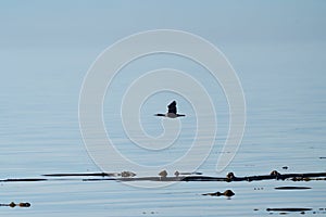 Pelagic Cormorant flying at seaside