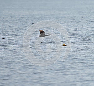 Pelagic Cormorant flying at seaside