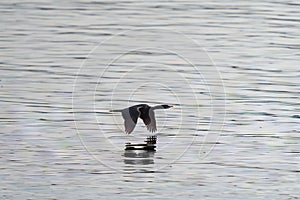 Pelagic Cormorant flying at seaside