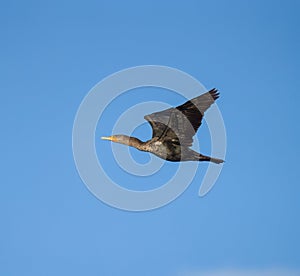 Pelagic Cormorant flying at seaside