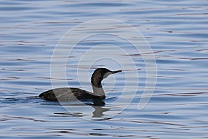 Pelagic cormorant Phalacrocorax pelagicus, or Baird`s cormorant or pelagic shag. Wild seabird swimming on calm winter sea water.