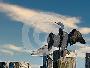 Pelagic cormorant Phalacrocorax pelagicus drying up its wings