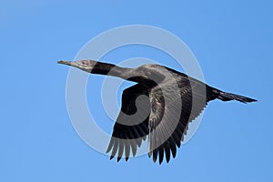 Pelagic Cormorant (Phalacrocorax pelagicus) in fli