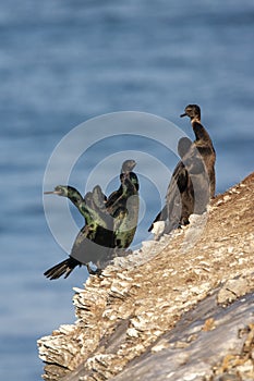 Pelagic Cormorant, Phalacrocorax pelagicus pelagicus