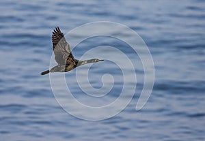 Pelagic Cormorant, Phalacrocorax pelagicus pelagicus