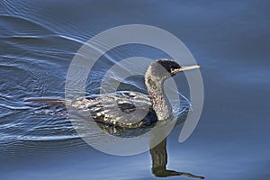 Pelagic Cormorant, Phalacrocorax pelagicus, swimming