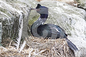 Pelagic cormorant sitting in a nest in the