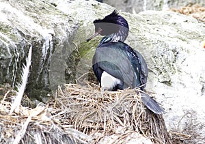 PELAGIC CORMORANT sitting in the nest in a colony of seabirds